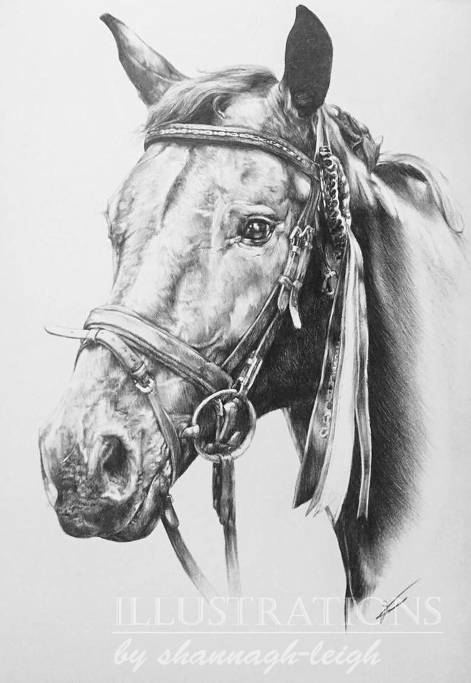 Horse Portrait – Commission