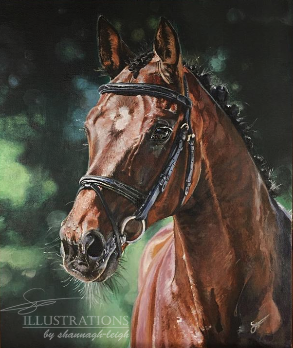 Bay Horse Portrait