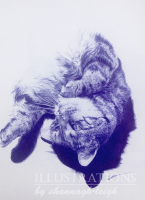 Tabby Cat Image