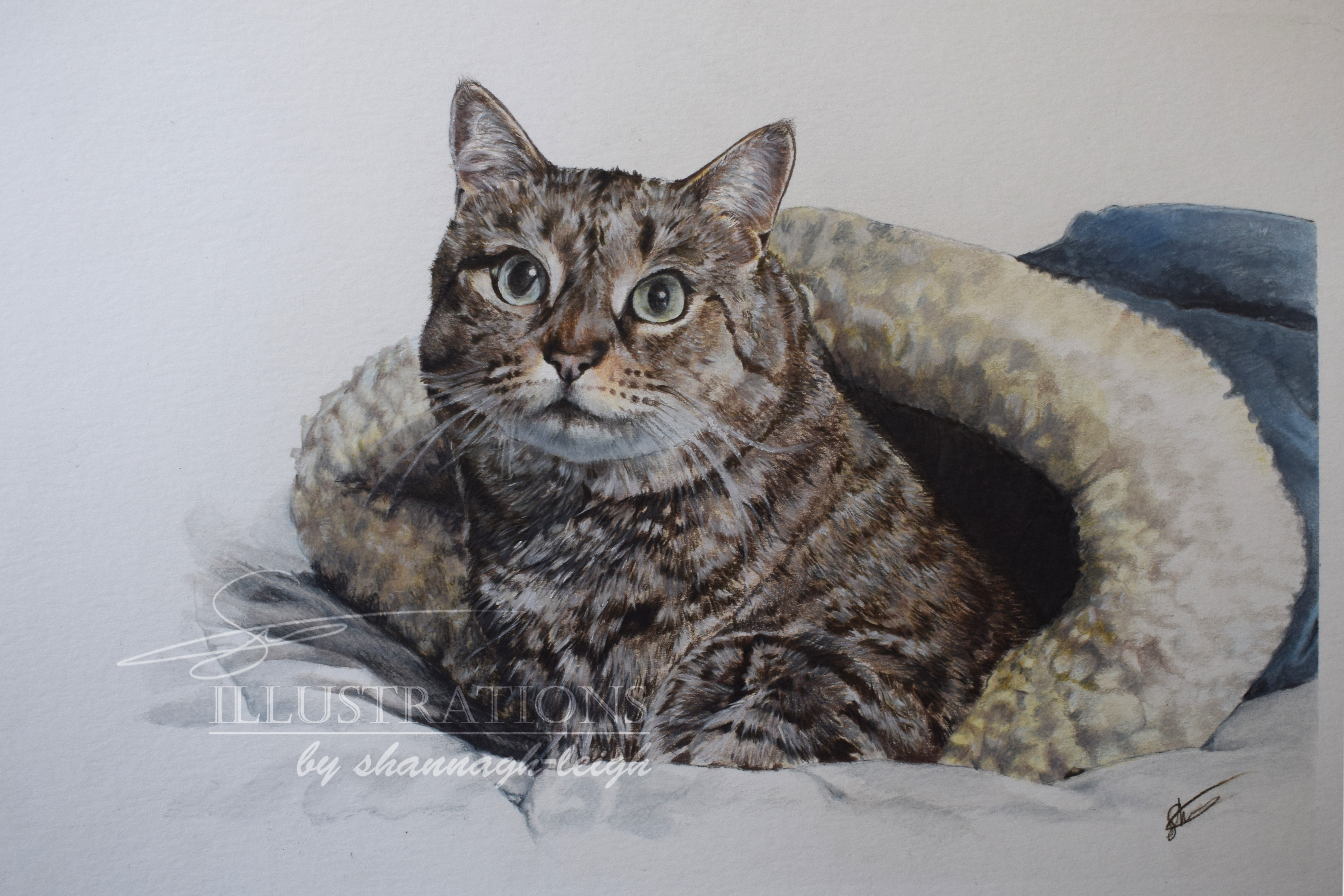 Oni the tabby cat commission